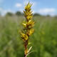 [photo of Smooth-sheathed Sedge]