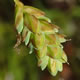 [photo of Mud Sedge]