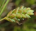 [photo of spikes]