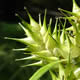 [photo of Common Hop Sedge]