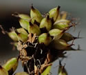 [photo of spikes]