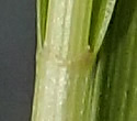 [photo of stem and basal sheaths]