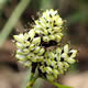 [photo of Intermediate Sedge]