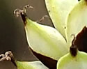 [photo of maturing spike]