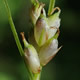 [photo of New England Sedge]