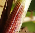 [photo of basal sheath]