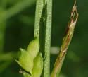[photo of spikes]