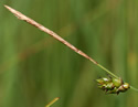 [photo of spikes]