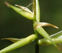 [photo of spikes]