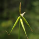 [photo of Few-flowered Sedge]
