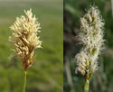[photo of flowering staminate and pistillate spikes]
