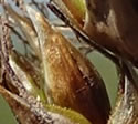 [close-up of maturing spikes]