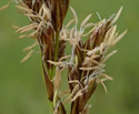 [photo of flowering spikes]