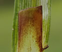 [photo of stem leaf sheaths]