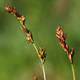 [photo of Prairie Sedge]