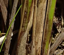 [photo of basal sheaths]