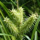 [photo of Retrorse Sedge]
