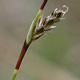 [photo of Richardson's Sedge]