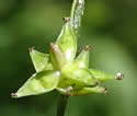 [photo of spike clusters]