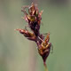 [photo of Dry-spike Sedge]
