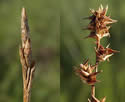 [photo of male and female spike clusters]