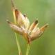 [photo of Sparse-flowered Sedge]