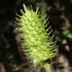 [photo of Cattail Sedge]
