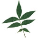 [photo of Bitternut Hickory]