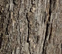 [photo of mature trunk]