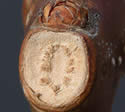 [photo of twig, leaf scar and bud]