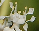 [photo of flowers]