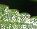 [photo of leaves]