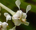 [photo of flowers]