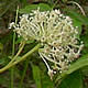 [photo of Narrow-leaved New Jersey Tea]