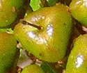[photo of fruit]
