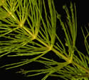 [photo of branch and stem]