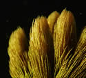 [photo of compact whorls at the stem tip]