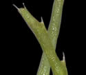 [photo of leaves, forked once]