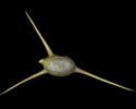 [spines can be up to 14 mm long)