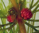 [photo of male flowers]