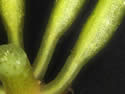 [photo of leaves with inflated bases]