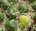 [photo of bead-like segments]
