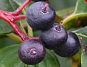 [photo of fruit]
