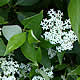 [photo of Gray Dogwood]