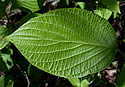 [photo of leaf]