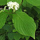 [photo of Round-leaved Dogwood]