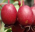 [photo of fruit]