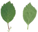 [scan of leaves]