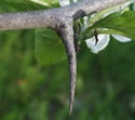 [photo of branch and thorn]