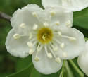 [photo of flowers with white anthers]